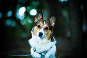 Picture Dogs Glance Welsh Corgi Animals