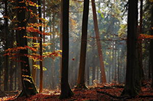Hintergrundbilder Wald Jahreszeiten Herbst Bäume Natur