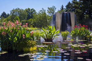 Bureaubladachtergronden Tuinen Waterlelies Vijver Verenigde staten  Natuur