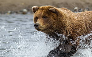 Tapety na pulpit Niedźwiedzie Niedźwiedź brunatny Mokry Kropli Spojrzenie Zwierzęta