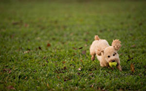 Pictures Dogs Green Grass Staring Poodle Animals