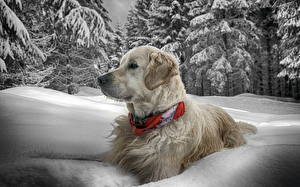 Картинка Собака Ретривера Снега Смотрит HDRI животное