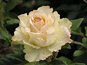 Tapety na pulpit Róże Biały Our Vanilla Kwiaty