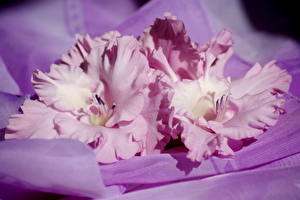 Pictures Gladioluses Pink color Flowers