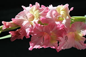 Bakgrunnsbilder Gladiolus Rosa farge blomst