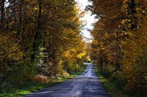 Fotos Straße Jahreszeiten Herbst Natur