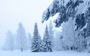 Bakgrunnsbilder En årstid Vinter Snø Trær Picea Natur