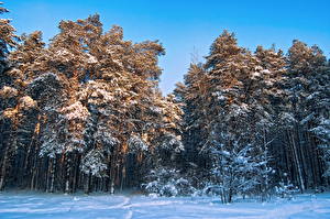Fotos Jahreszeiten Winter Wälder Schnee Bäume Natur