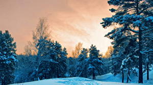 Picture Seasons Winter Sky Snow Trees Nature