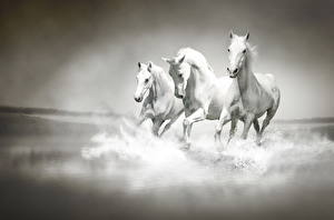 桌面壁纸，，馬匹，白色，動物
