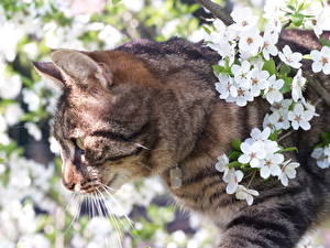 Fotos Hauskatze Blühende Bäume ein Tier