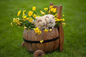 Images Rodents Cavy Pansies Grass Animals
