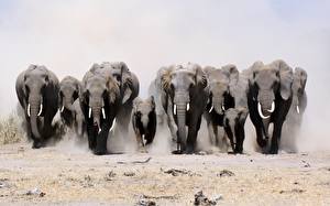 Hintergrundbilder Elefant Tiere