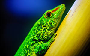 Fonds d'écran Reptiles Lézard Voir Vert HDR un animal