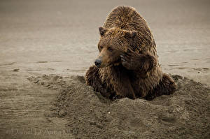 Pictures Bear Grizzly Wet Glance Sand Animals