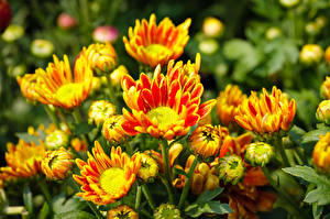 Bakgrunnsbilder Krysantemumslekta Oransje blomst