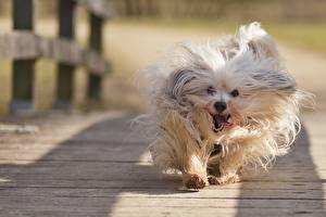 Bakgrunnsbilder Hund Blikk Bichon havanais Løping Dyr