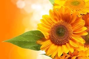 Hintergrundbilder Sonnenblumen Orange Blatt Blüte