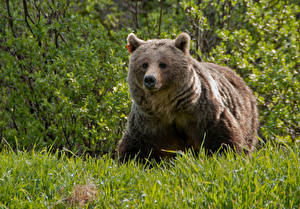 Tapety na pulpit Niedźwiedzie Niedźwiedź brunatny Spojrzenie Zielony Trawa zwierzę