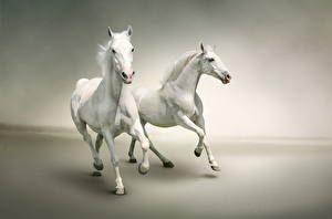 Tapety na pulpit Konie Biały Zwierzęta