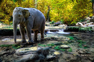 Fotos Elefant Fluss Steine HDRI ein Tier