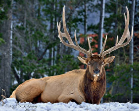 Wallpaper Deer Glance Snow Horns animal
