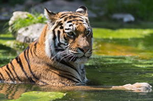 Tapety na pulpit Wielkie koty Tygrys azjatycki Spojrzenie Mokry Zwierzęta