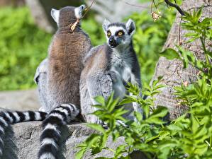 Image Lemurs Glance Tail Animals