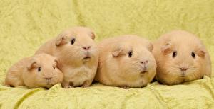 Hintergrundbilder Nagetiere Hausmeerschweinchen Starren ein Tier