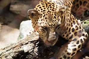 Bilder Große Katze Leoparden Blick Tiere