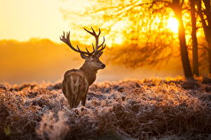 Bilder Hirsche Sonnenaufgänge und Sonnenuntergänge Jahreszeiten Winter Starren Gras Schnee Horn Tiere