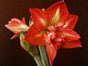 Bakgrundsbilder på skrivbordet Amaryllis Röd blomma