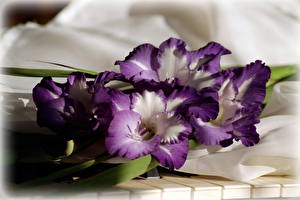 Bilder Gladiolen Violett Blüte