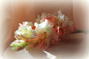 Hintergrundbilder Gladiolen Rosa Farbe Blüte