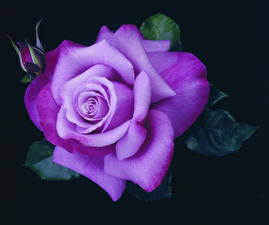 Обои Розы Фиолетовый Цветы