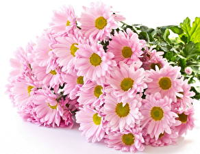 桌面壁纸，，母菊属，粉红色，花卉