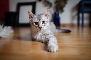 Desktop wallpapers Cat Glance Paws Animals