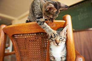 Tapety na pulpit Koty Spojrzenie Łapy Zwierzęta