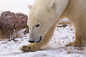 Картинка Медведь Полярный Смотрит Снегу Животные