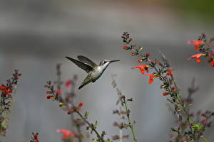 Fotos Vögel Kolibris Flug Tiere