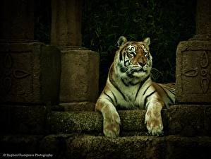 Картинка Большие кошки Тигры Смотрит Лап животное
