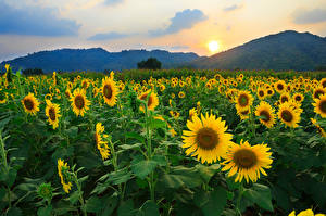 Sfondi desktop Girasoli Campo agricolo Alba e tramonto Cielo Foglie Il Sole fiore