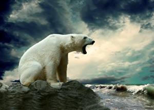 Hintergrundbilder Bären Eisbär Himmel Wasserwelle Wolke Grinsen Tiere