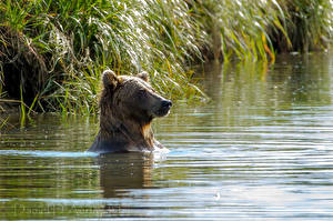 Tapety na pulpit Niedźwiedzie Niedźwiedź brunatny Rzeka Mokre Zwierzęta