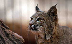 Pictures Big cats Lynx Staring Head Whiskers Snout Animals