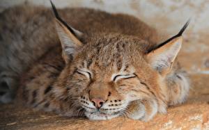 Wallpaper Big cats Lynxes Snout
