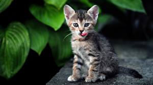 Bureaubladachtergronden Katten Kijkt Kittens Snorharen Poten Dieren