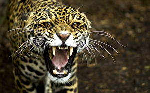 Tapety na pulpit Wielkie koty Jaguary Wzrok Wibryssy Zęby Zły Kufa Zwierzęta