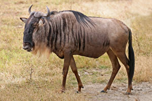 Bilder Antilope Horn Wildebeest ein Tier