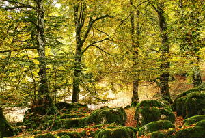 Картинки Леса Сезон года Осенние Камни Деревья Листья Мхом Природа